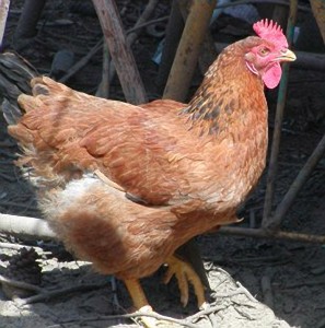 gallina Gallus gallus domesticus
