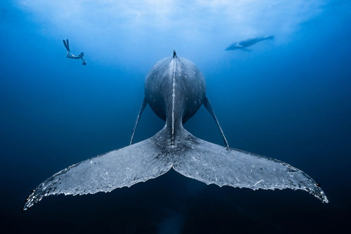François Baelen, Underwater Photographer of the Year 2019